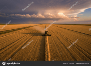 A vast American grain field at harvest time, golden wheat or corn stretching to the horizon under a wide open sky with dramatic clouds. A combine harvester is visible in the middle distance. The scene conveys scale, agricultural industry, and the weight of policy decisions affecting rural America. Warm golden and amber tones. Photorealistic editorial style.